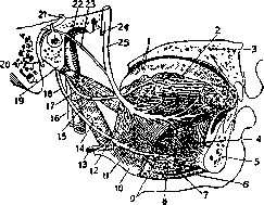 Tongue: figure 7 from the 1928–1936 encyclopedia article