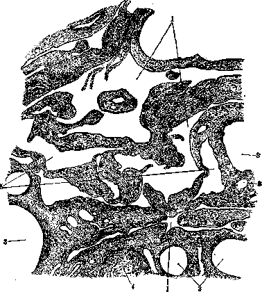 Testicle: figure 5 from the 1928–1936 encyclopedia article
