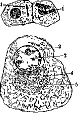 Testicle: figure 4 from the 1928–1936 encyclopedia article