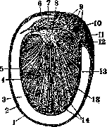 Testicle: figure 1 from the 1928–1936 encyclopedia article