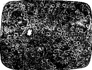 Testicle: figure 3 from the 1928–1936 encyclopedia article