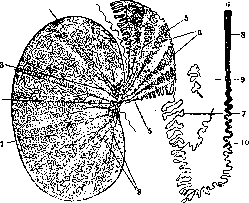 Testicle: figure 2 from the 1928–1936 encyclopedia article