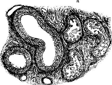 Testicle: figure 6 from the 1928–1936 encyclopedia article