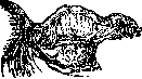 Ovaries: figure 2 from the 1928–1936 encyclopedia article