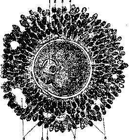 Ovaries: figure 5 from the 1928–1936 encyclopedia article