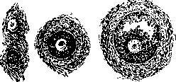 Ovaries: figure 3 from the 1928–1936 encyclopedia article