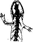 Regeneration: figure 7 from the 1928–1936 encyclopedia article