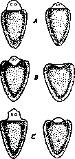 Regeneration: figure 15 from the 1928–1936 encyclopedia article