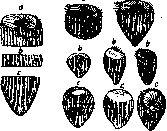 Regeneration: figure 1 from the 1928–1936 encyclopedia article