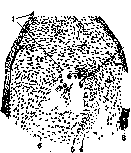 Regeneration: figure 6 from the 1928–1936 encyclopedia article