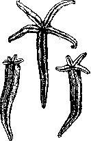 Regeneration: figure 3 from the 1928–1936 encyclopedia article