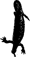 Regeneration: figure 14 from the 1928–1936 encyclopedia article
