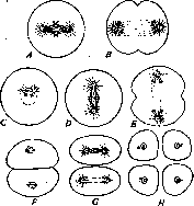 Regression: figure 16 from the 1928–1936 encyclopedia article