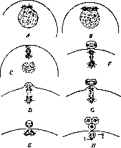 Regression: figure 17 from the 1928–1936 encyclopedia article