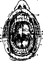 Mouth: figure 4 from the 1928–1936 encyclopedia article