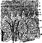 Mouth: figure 6 from the 1928–1936 encyclopedia article