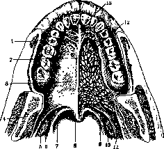 Mouth: figure 5 from the 1928–1936 encyclopedia article