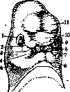 Mouth: figure 2 from the 1928–1936 encyclopedia article