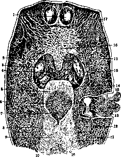 Mouth: figure 7 from the 1928–1936 encyclopedia article