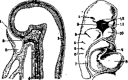 Mouth: figure 1 from the 1928–1936 encyclopedia article