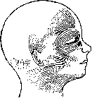 Vestigial Organs: figure 1 from the 1928–1936 encyclopedia article