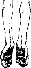 Rudolphi: figure 1 from the 1928–1936 encyclopedia article