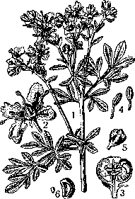 Rue: figure 1 from the 1928–1936 encyclopedia article