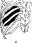 Spleen: figure 5 from the 1928–1936 encyclopedia article
