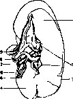 Spleen: figure 1 from the 1928–1936 encyclopedia article