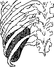 Spleen: figure 3 from the 1928–1936 encyclopedia article