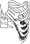 Spleen: figure 2 from the 1928–1936 encyclopedia article