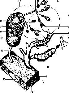 Spleen: figure 6 from the 1928–1936 encyclopedia article