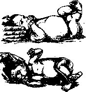 Synkinesias: figure 2 from the 1928–1936 encyclopedia article