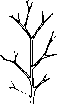 Taxonomy: figure 2 from the 1928–1936 encyclopedia article