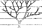 Taxonomy: figure 1 from the 1928–1936 encyclopedia article