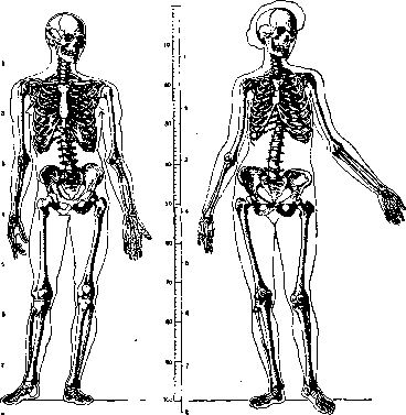 Skeleton: figure 1 from the 1928–1936 encyclopedia article