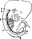 Skeleton: figure 3 from the 1928–1936 encyclopedia article