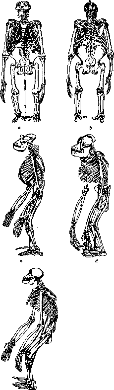 Skeleton: figure 2 from the 1928–1936 encyclopedia article