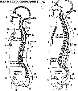 Skeleton: figure 6 from the 1928–1936 encyclopedia article