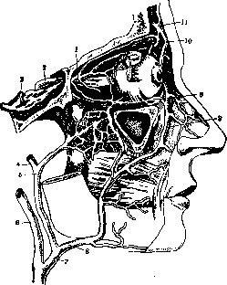 Dural Sinuses: figure 3 from the 1928–1936 encyclopedia article