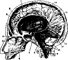 Dural Sinuses: figure 2 from the 1928–1936 encyclopedia article