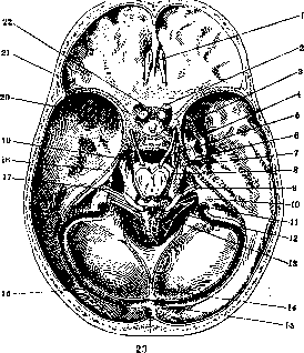 Dural Sinuses: figure 1 from the 1928–1936 encyclopedia article