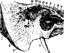 Mastoid Process: figure 5 from the 1928–1936 encyclopedia article