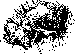 Mastoid Process: figure 1 from the 1928–1936 encyclopedia article