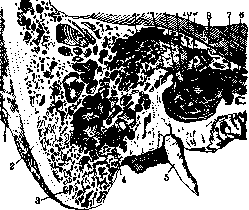 Mastoid Process: figure 4 from the 1928–1936 encyclopedia article
