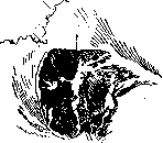 Mastoid Process: figure 10 from the 1928–1936 encyclopedia article