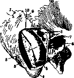 Mastoid Process: figure 8 from the 1928–1936 encyclopedia article