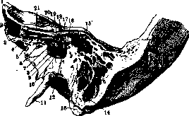 Mastoid Process: figure 6 from the 1928–1936 encyclopedia article