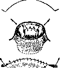 Sexual Sterilization: figure 8 from the 1928–1936 encyclopedia article