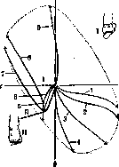 Foot: figure 4 from the 1928–1936 encyclopedia article
